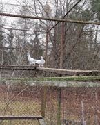 Gołebie pasiate koroniate 