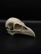 Czaszka kruka ozdobna druk 3D