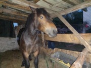 Ogier 1.5 roku zimnokrwisty mocna budowa spokojny