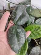 Hoya Caudata - 1 węzeł, do ukorzenienia 
