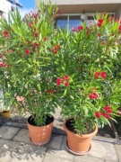 Oleandry 3 sztuki wysokie