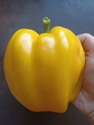 Papryka żółta nasiona kolekcjonerskie