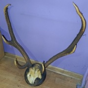 Poroże na desce lata 60