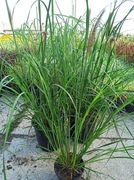 trawy ozdobne, rozplenica japońska Moudry