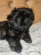 Suczka rasy Shih tzu z rodowodem 