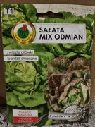 Sałata mix odmian na taśmie 