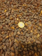 Bursztyn naturalny na nalewkę lub ozdoby 1kg