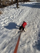 Pikowanaw kurtka zimowa dla psa