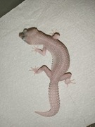 Samica Gekon eublefar lamparci 