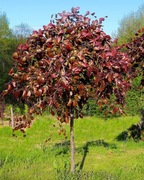 Buk szczepiony purpurea pendula 200cm+