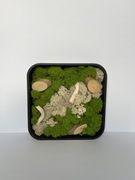 Obraz z mchu „White World”