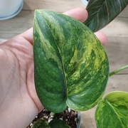 Scindapsus jade satin aurea 