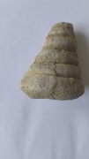 Skamielina gastropod