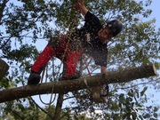 Wycinka drzew Poznańi i okolice Działki ROD Grunwald Smochowice