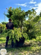 Taxus baccata Dovastoniana, Cis pospolity, wysokość 180-200cm, C180