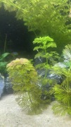 Zestaw 10 pędów limnophila sesiliflora, roślina akwariowa 