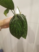 Monstera Peru Karstenianum