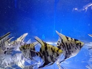 Skalar marmurkowy skalary ryby akwariowe