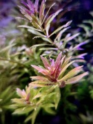 Limnophila Aromatica Mini, sadzonka podwodna ok 6-10 cm