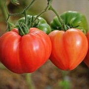 Pomidor Fatima F1 - Nasiona Holenderskie