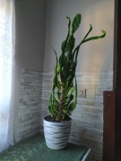 Kaktus- oddam za darmo