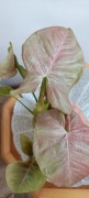Syngonium Pink Aura variegata