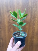 crassula ovata grubosz jajowaty S
