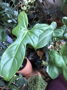 Philodendron Golden Violin