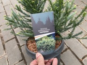 Sekwoja Adpressa karłowa