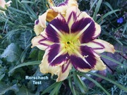 Liliowiec Rorschach Test