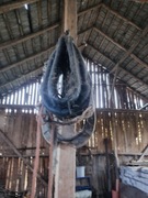 Chomąto, siodło dla konia - akcesoria jeździeckie - jeździectwo 