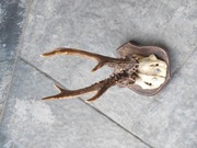 Poroze parostek ladne 