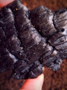 PIĘKNY ŻÓŁTY RZADKI SKOCZOGONEK - zwierzęta terrariowe,owady,mrówki,pająki