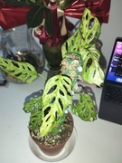 Monstera Frozen freckles Roślina kolekcjonerska 