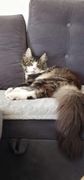 Maine coon Hades z wyprawką 