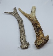 2 parostki sorka znalezione na spacerze