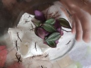 Straszyk filipiński