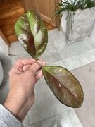 Hoya AH041 hoja hoja