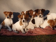 Jack Russell Terrier PIESKI od # Smartie Jacks # pure breed males