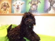 Cockapoo F1b, xs, brązowe, pieski i suczki, tata FCI biało/ czarny