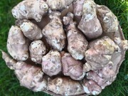 Topinambur duży leczniczy Odporność, prebiotyk, cukrzyca 7 kg