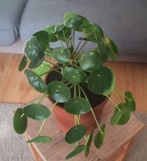 pilea, pieniążek - dorodny okaz