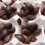 Karaczany argentyński DUBIA 1-2 cm 100szt + ogrzewacz