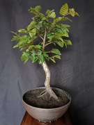 Grab pospolity bonsai prebonsai