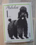 Znaczek pocztowy pudel 