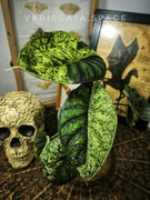 Alocasia Dragon Scale mint variegata bulwa variegata alokazja