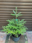 Jodła Koreańska ok. 70cm 