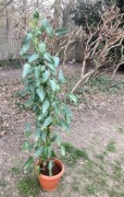 Wysoki filodendron Philodendron zielony Emerald Queen 160 cm