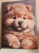 Chow - chow rudy szczeniak obraz portret  30x40  cm