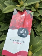 Rododendron Red Jack duży